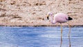 Pink flamingo walking alone and drinking water inside a salt lagoon in the Salar de Atacama, Atacama Desert. Royalty Free Stock Photo